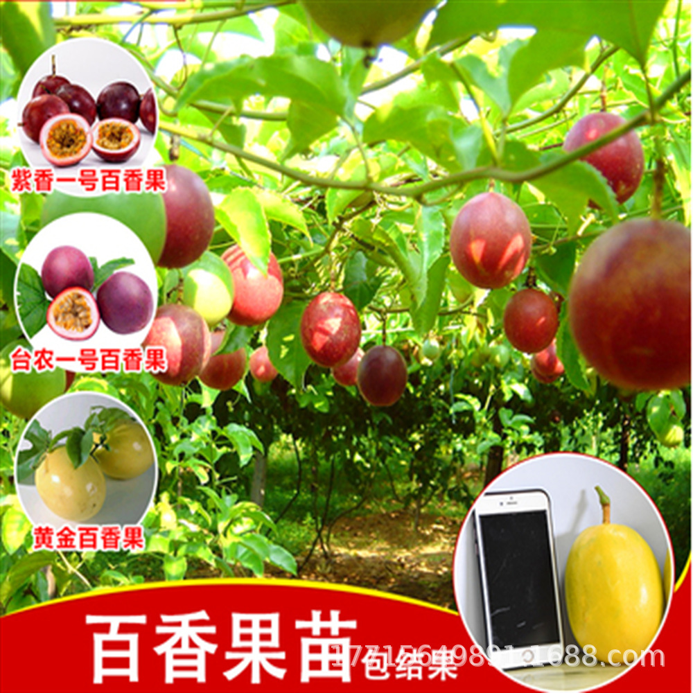 紫木瓜百香果苗黄金百香果苗新品种钦蜜九号纯甜四季当年结果庭院