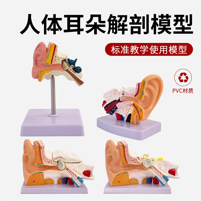 Modelo de Anatomía de oreja de escritorio modelo de oreja humana 1,5 veces aumento modelo de oreja pequeña solución de órgano humano