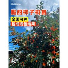 柿子树果苗脆甜柿子树庭院果树野火晶老桩南北方果树果苗水果盆栽