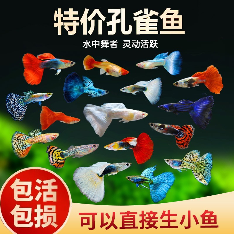 孔雀鱼活鱼观赏鱼纯种小型热带鱼淡水好养耐活鱼苗观赏鱼小鱼包邮