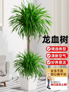 ��Ѫ�����ԾGֲ�҃ȴ��Ϳ͏d���辰�滨���F��횘��k�������ֲ��