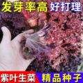 紫叶生菜种子 四季种植耐高温室外阳台生菜种子沙拉生菜种子