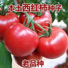 当季新种老品种大粉番茄种子大全西红柿种籽原装种子大全批发代发