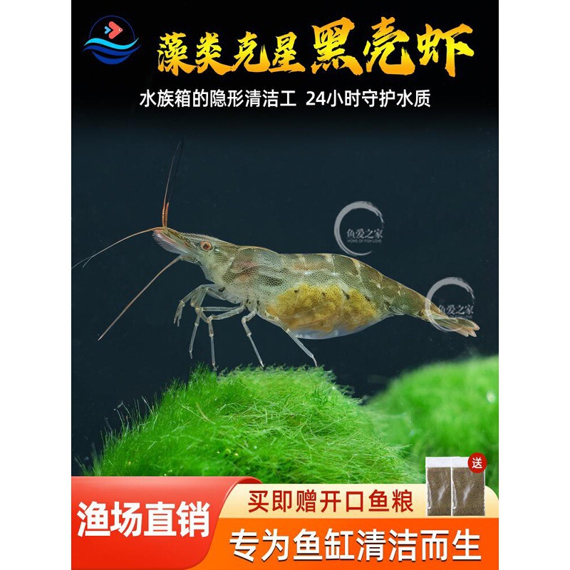 Extra-large cold-water black shrimp tank algae removal tool, shrimp and aquatic plant tank cleaner, for ornamental shrimp, live pets, and live food