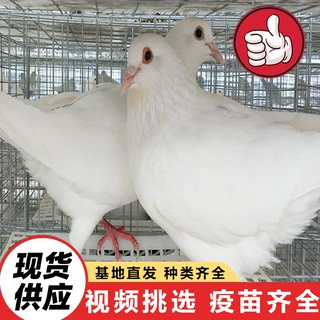 肉鸽养殖基地大量出售种鸽白羽王 散养鸽子训练好的广场鸽 观赏鸽
