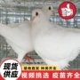 养殖基地大量好的种鸽
