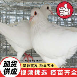 散养鸽子训练好的广场鸽观赏鸽肉鸽养殖基地大量出售种鸽白羽王鸽