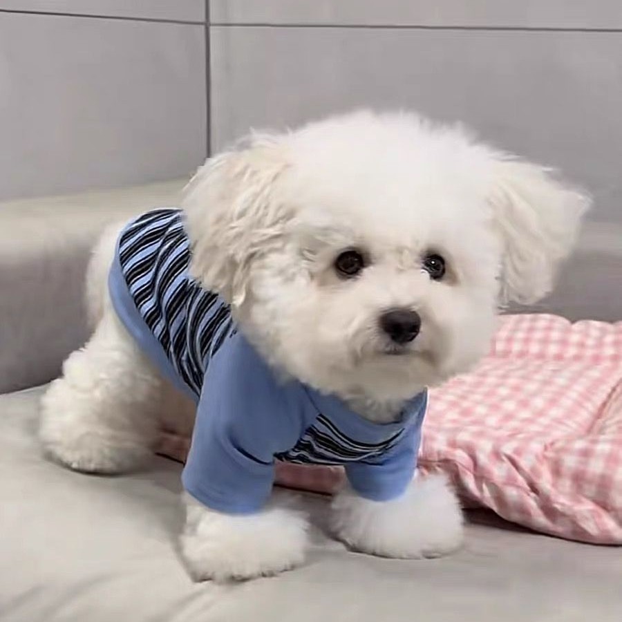 Gatos otoño invierno ropa accesorios rayas mascotas perros pequeños peleas de peluche que osos suministros de camiseta de base universal transfronterizos