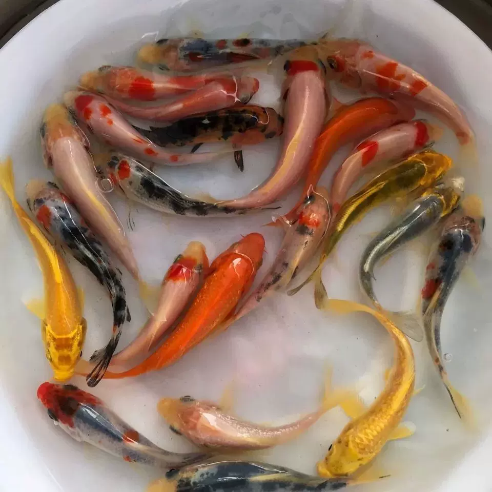 锦鲤鱼苗高端纯种活鱼淡水好养耐金鱼红白三色风水招财观赏鱼包活