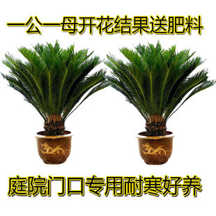 �F��ֲ�������F��������ļ�������T��ͥԺ�K�F�̓��ͺ��Gֲ