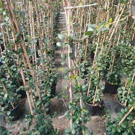 盆栽;一二年生花卉;灌木