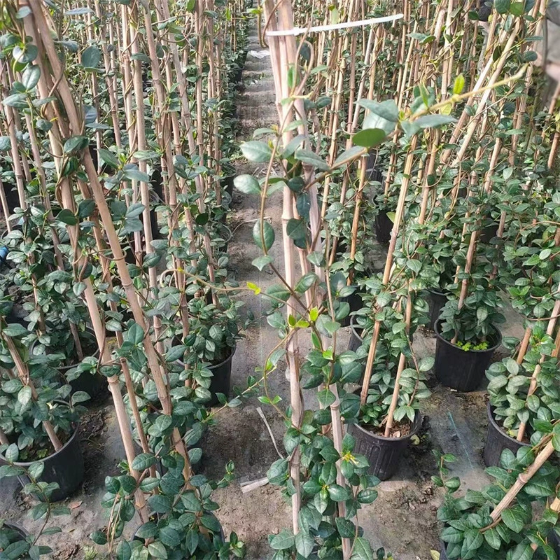 Ветряная мельница Жасмин Горшок Цветы Зеленый Завод Сычуань Садоводство Виноградные растения