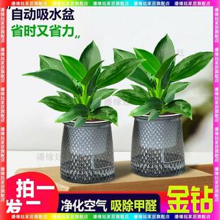 Golden Diamond Potted Indoor Air Purifying Beautiful Desktop Green Plants Office Evergreen All Year Round