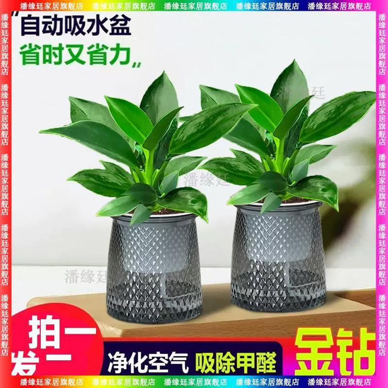 Золотой алмазный горшок для очистки воздуха в помещении, красивые настольные зеленые растения, офис, вечнозеленые растения круглый год