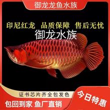 福龙鱼 福龙鱼品牌 图片 价格 福龙鱼批发 阿里巴巴 福龙鱼 福龙鱼品牌 图片 价格 福龙鱼批发 阿里巴巴