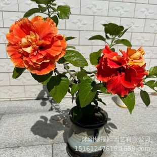 ��ɣ�����ļ��ذ����Լtɫ���ĵ���ݻ���ֲ���҃��̨�_���Gֲ��