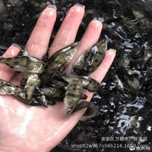 批发桂鱼苗 翘嘴鳜 大斑鳜苗 渔场直接发货
