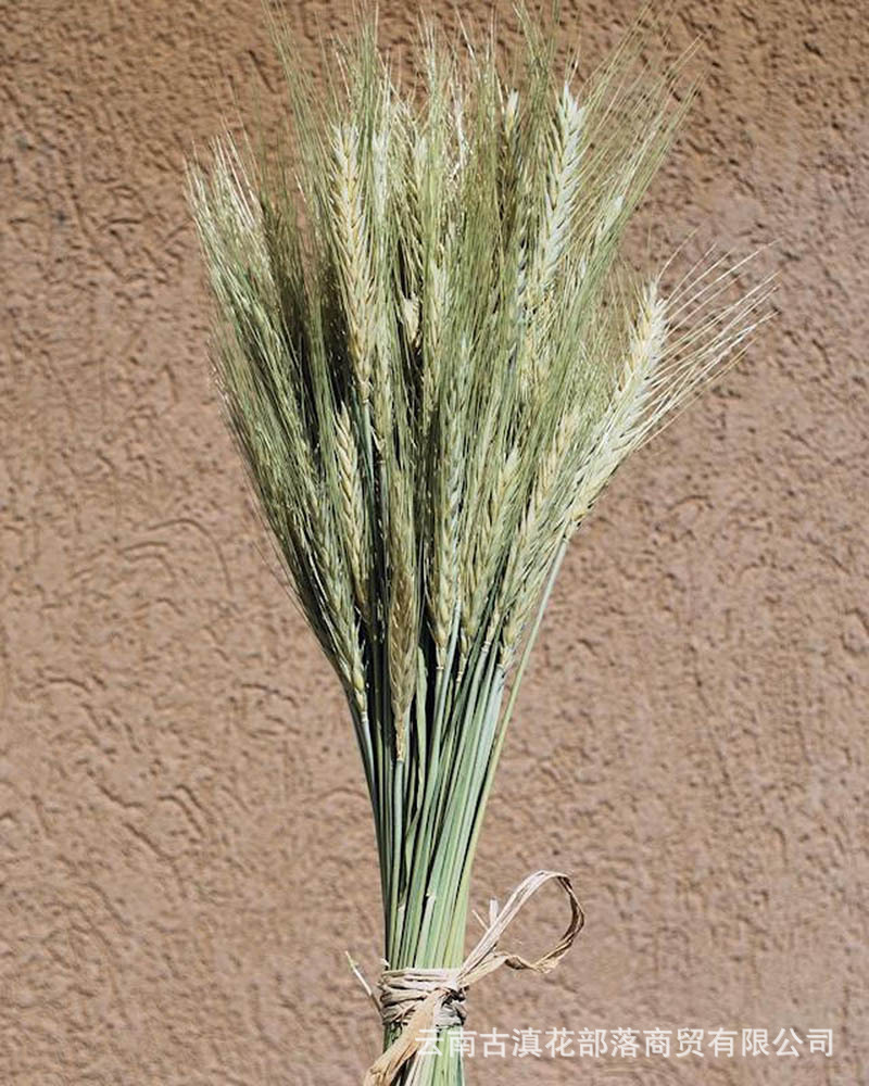 밀 기본 색상 50