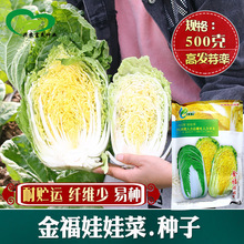 金福娃娃菜种子 农田菜园杂交小型深黄心春秋兼用娃娃菜蔬菜籽