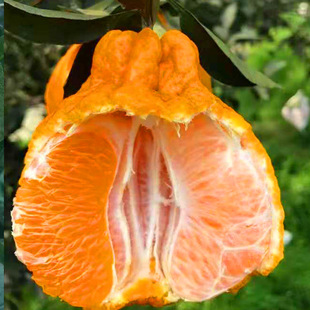Base Wholesale Shiranui Orange Saplings, Late-Maturing Citrus Seedlings, Ugly Orange Seedlings, New Varieties of Ugly Eight Strange Citrus Seedlings