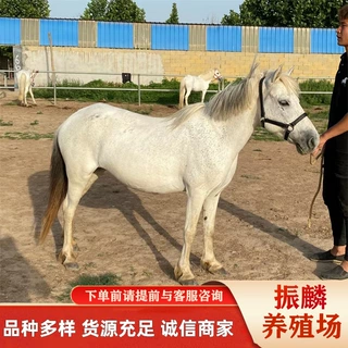 矮马租赁 乘骑矮马现货 小孩骑乘矮马拍照马听话马哪里有