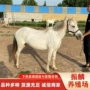 拍照骑乘乘骑听话矮马