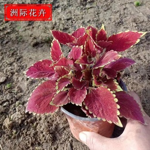 ���~�ݱ������l ���ݻ��܈@�־G���r��ݻ� �����^�p���~������