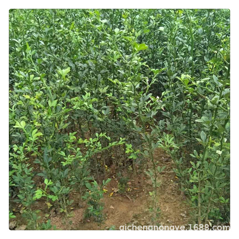 基地批发枳壳苗 50公分高枸橘苗价格 根系发达篱笆墙用枸橘树苗-阿里巴巴