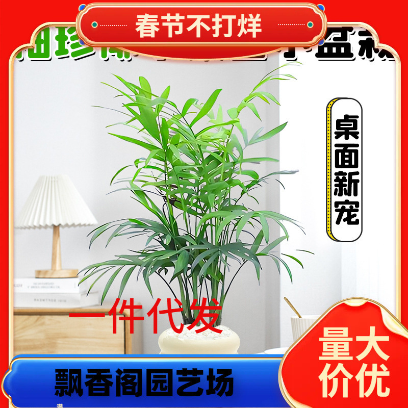 Dropshipping Pocket Coconut Desktop Small Potted Indoor Living Room Office Green Plant Lu Bonsai Plant All Seasons