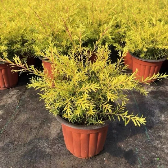 Золотая ароматная ива, 1 галлон, золотая ароматная древесина, тысяча слоев, золотой цветок, растение с бордюром, низкорослый кустарник, холодное многолетнее растение