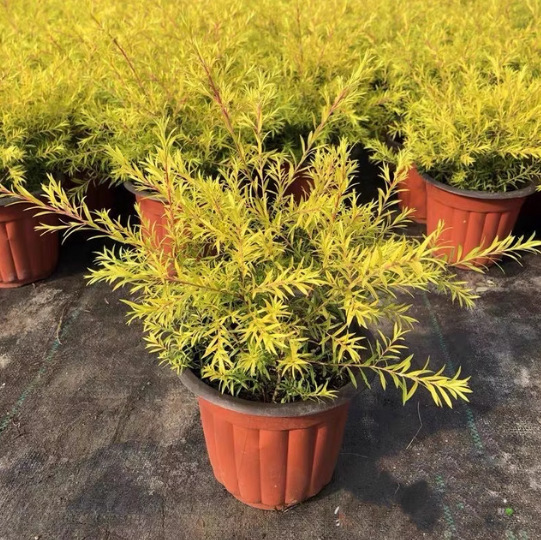 Golden Fragrant Willow 1 Gallon Golden Fragrant Wood Thousand-Layer Golden Flower Border Plant Dwarf Shrub Cold Perennial Plant Golden Fragrant Willow 1 Gallon Golden Fragrant Wood Thousand-Layer Golden Flower Border Plant Dwarf Shrub Cold Perennial Plant