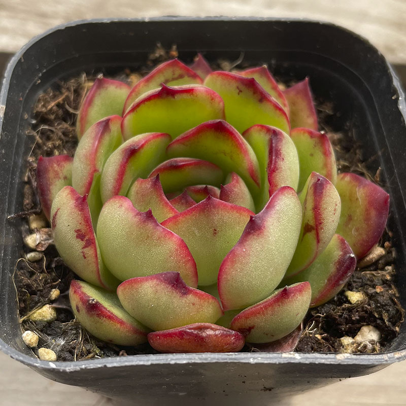 롤빵 모양의 폴리아나 4-5cm (플라스틱 화분에 심어 배송)