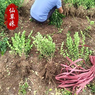 �z�|�lé �lìС�� �lì�G�h �G����ľ���Ե��� �@ˇ���^��·�G��