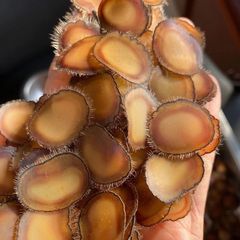 长白山正品鹿茸片干片全蜡片半蜡片红粉片骨片新鲜泡酒煲汤