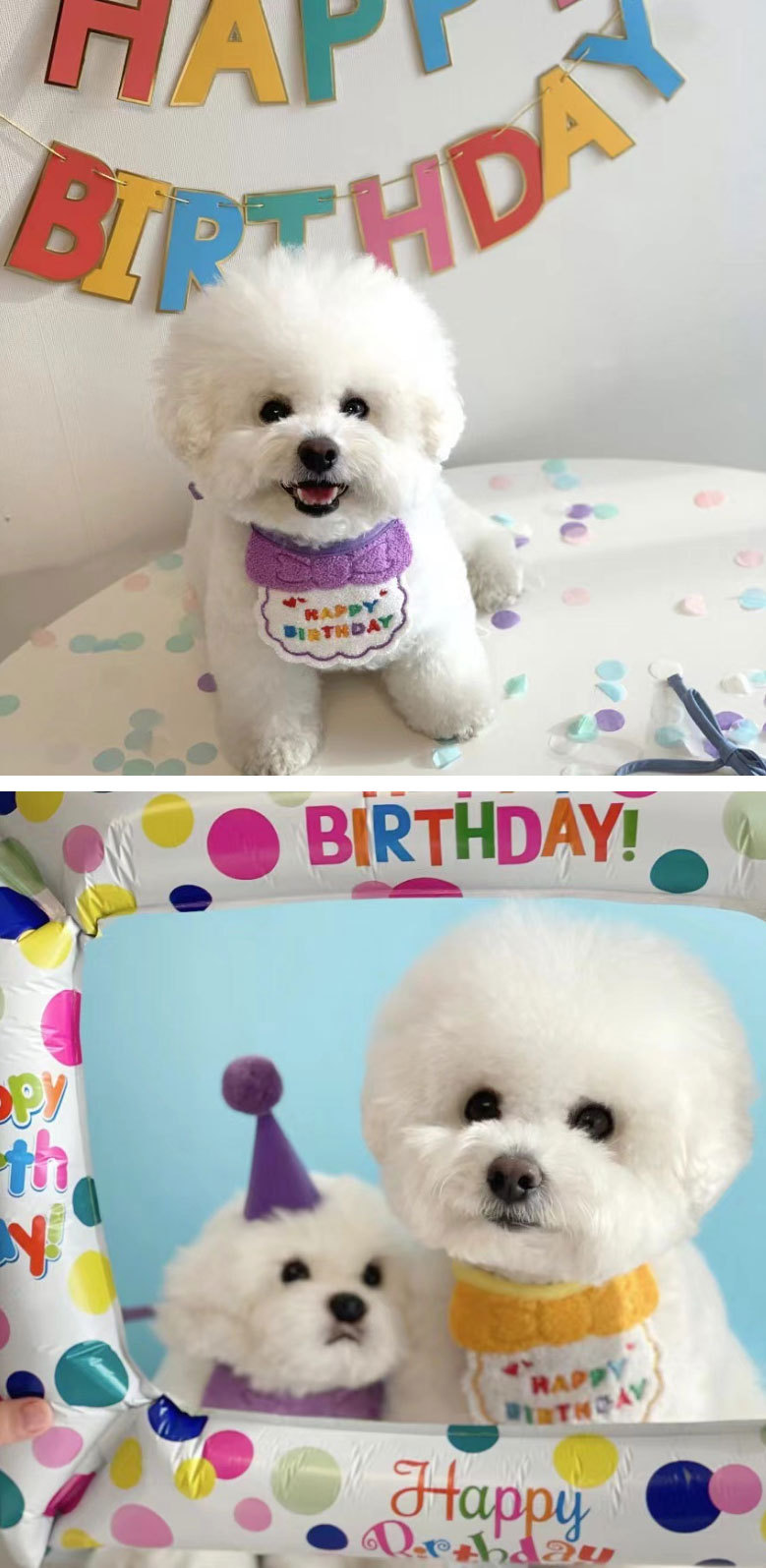 Birthday Festival Letter, Bow Knot Pattern All Seasons Season Cute Style Ins Cute Happy Birthday Hat Bib Dog Cat Pet Bib Saliva Towel