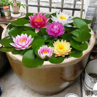 ����ֱ�l���K ˮ����ɏ������ ����������l؛�_����