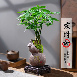 五福临门发财树盆栽创意五辫子造型盆景桌面茶几绿植趣味四季常绿-阿里巴巴