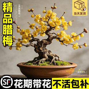 �D÷�����������ͺ��Ϙ��辰����ֲ���҃Ȼ��辰ֲ��ԭ���D÷�̨