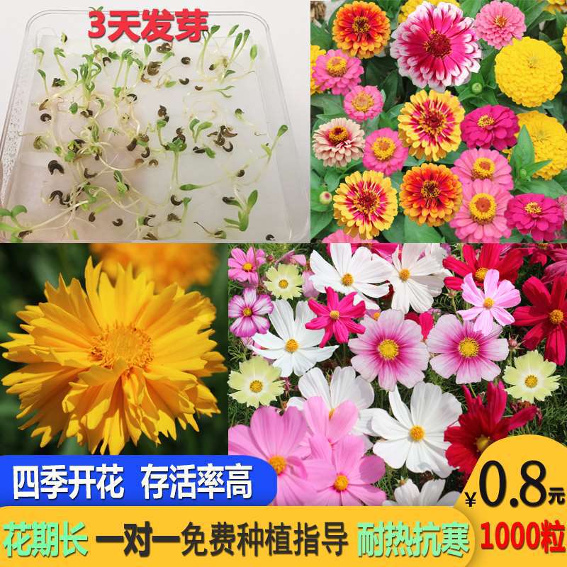 花种子四季大全花籽草种子野花组合花卉种子好活室内波斯菊夏季