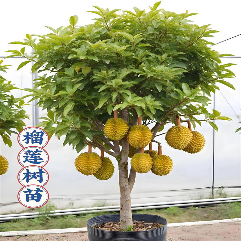 Musang King Durian Tree Seedlings for Planting in the North and South, Golden Pillow Thai Grafted Seedlings, Cold-Resistant Guangxi Fruit Tree Seedlings