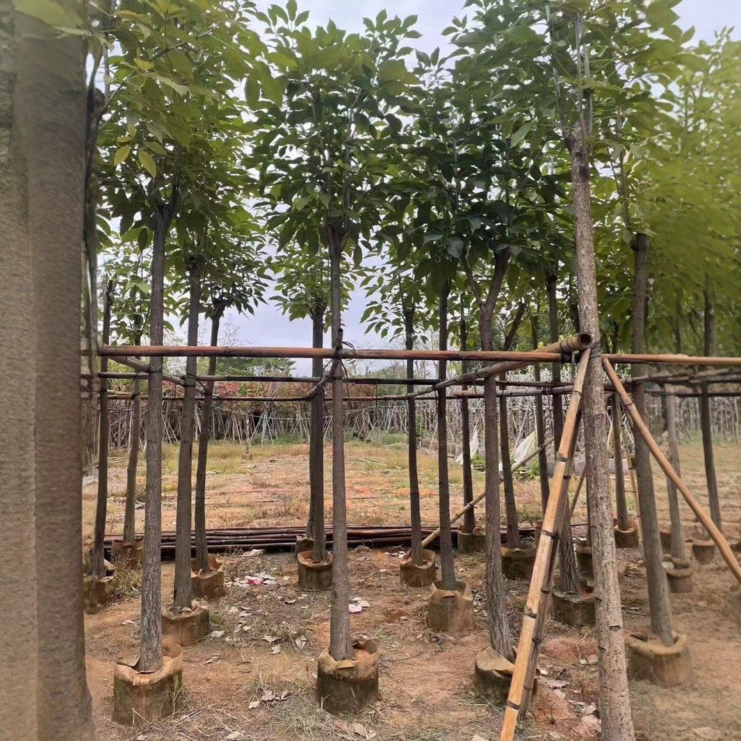 红花风铃木树苗大树米径8-10公分假植苗别名洋红风铃木树乔木