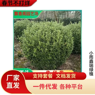 一件代发瓜子黄杨苗小叶黄杨苗黄杨树苗万年青庭院绿篱盆景树桩