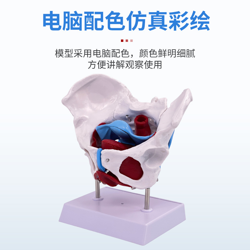 ��ѧ������׼�Ů�Թ��輰�ӹ�ģ��Ů����ǻ�ṹ������׼��⿵��