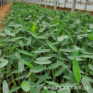 Aquatic Plant Zaili Flower Perennial Water Body Greening Project Water Purification Zaili Flower Cup Base Wholesale
