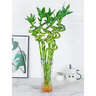 Bring in Wealth and Treasure Bamboo Hydroponic Plant Guanyin Bamboo Transfer Bamboo Curved Bamboo Pothos Desktop Small Potted Large Leaf Bamboo Lucky Bamboo Dragon Bamboo