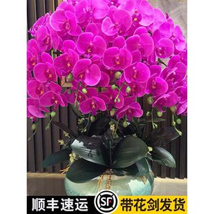 �����m���玧���������������m������͏d�҃�ֲ�ﻨ���ļ����B��