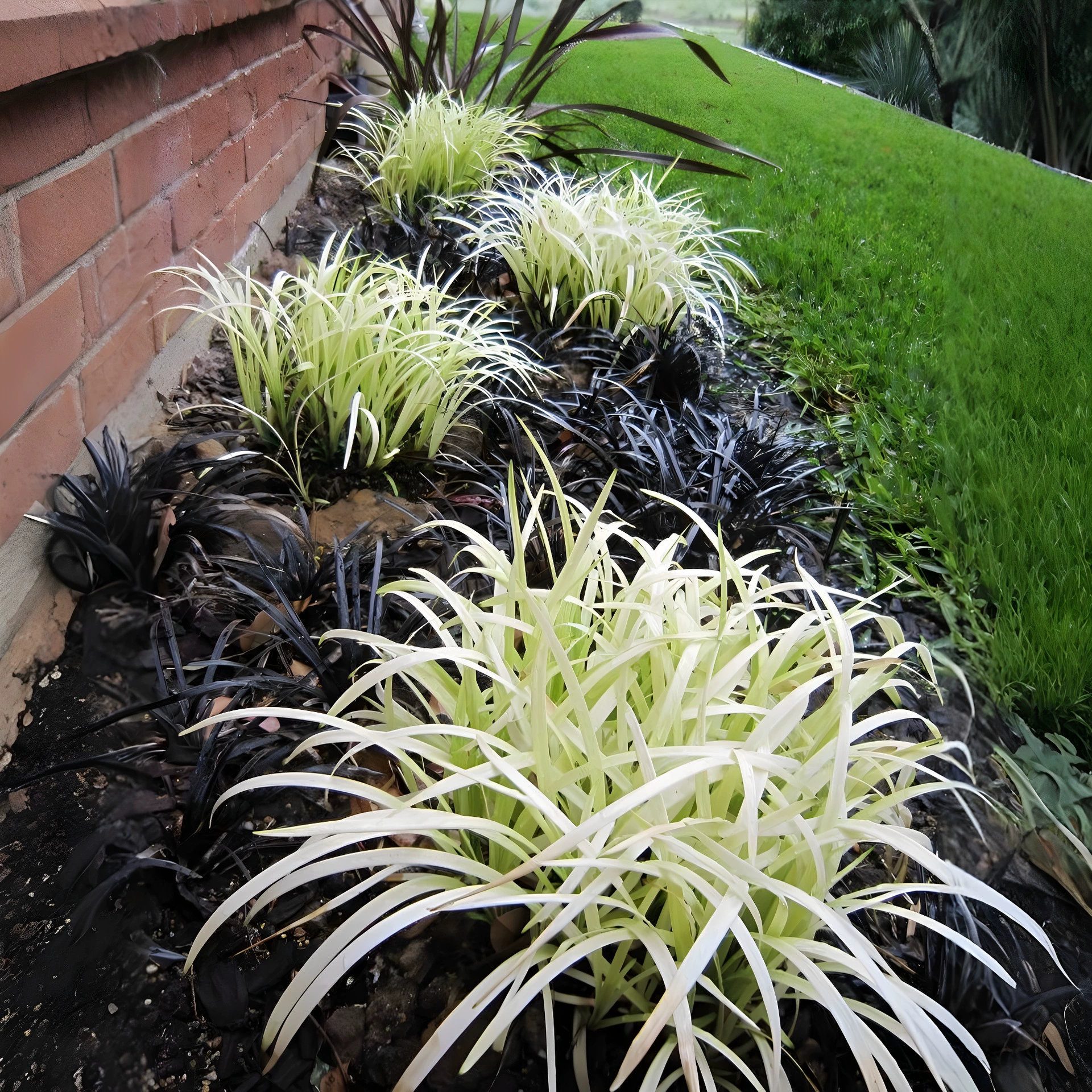 Британский Ophiopogon japonicus, рассада в горшке, чистое золото, Ophiopogon, всесезонное вечнозеленое растение для края, золотой Ophiopogon japonicus, морозостойкий.