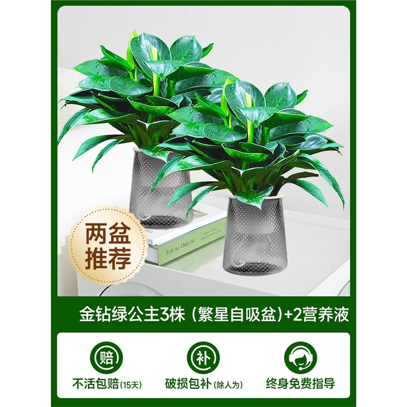 [화분 2개 권장] 골든 다이아몬드 3개 + (별자흡식 화분) + 영양액 2개