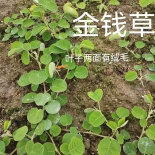 �V���X�ݷN�Ӵ��~���X�ݏV�X���в�ș��һ�����ݱ��ر�ֲ��N��