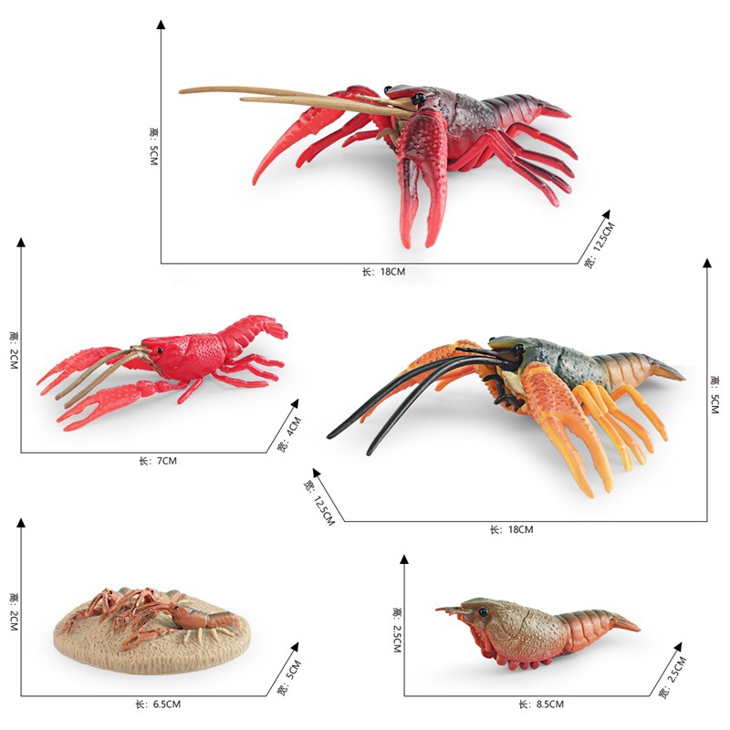 Simulación de exportación transfronteriza animal marino modelo de ciclo de crecimiento de langosta proceso de crecimiento de cangrejos de Río decoración estática juguete